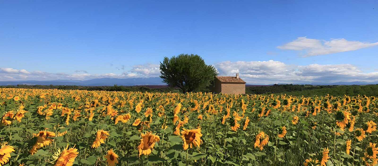 HPDK91485: Solsikkemark under sommerblå himmel