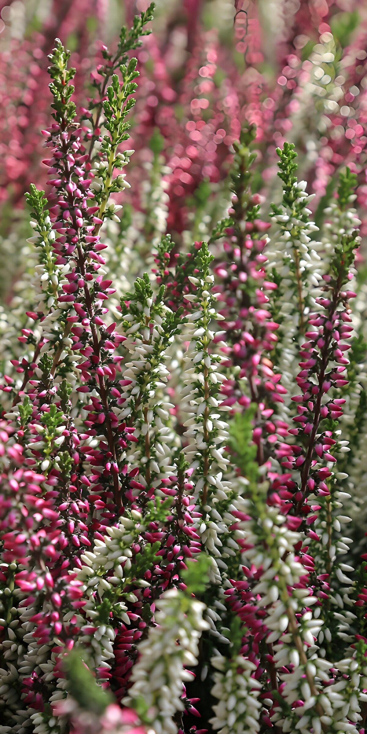 HPDK61393: Rosa og hvid lyng i sollys