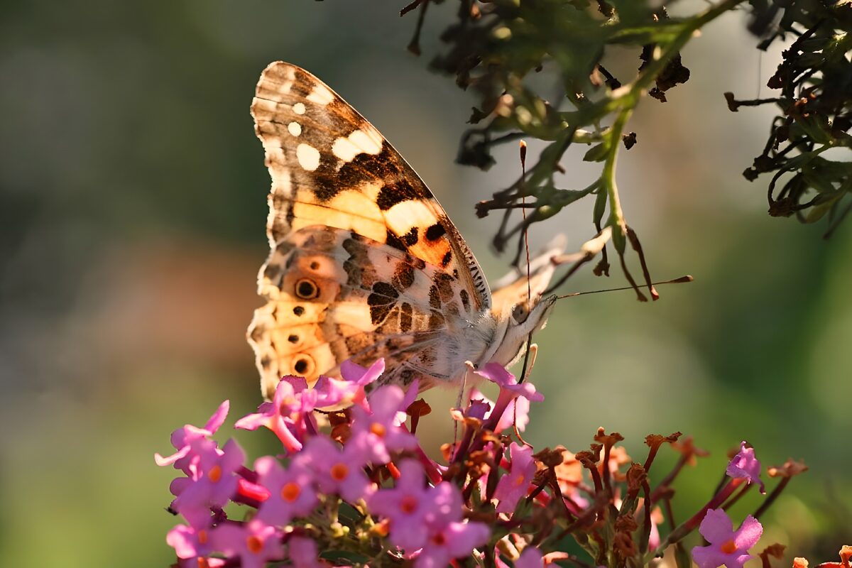 Sommerfugl i et lyserødt blomsterhav