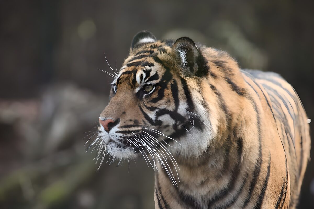 Tigerportræt med et vagtsomt blik