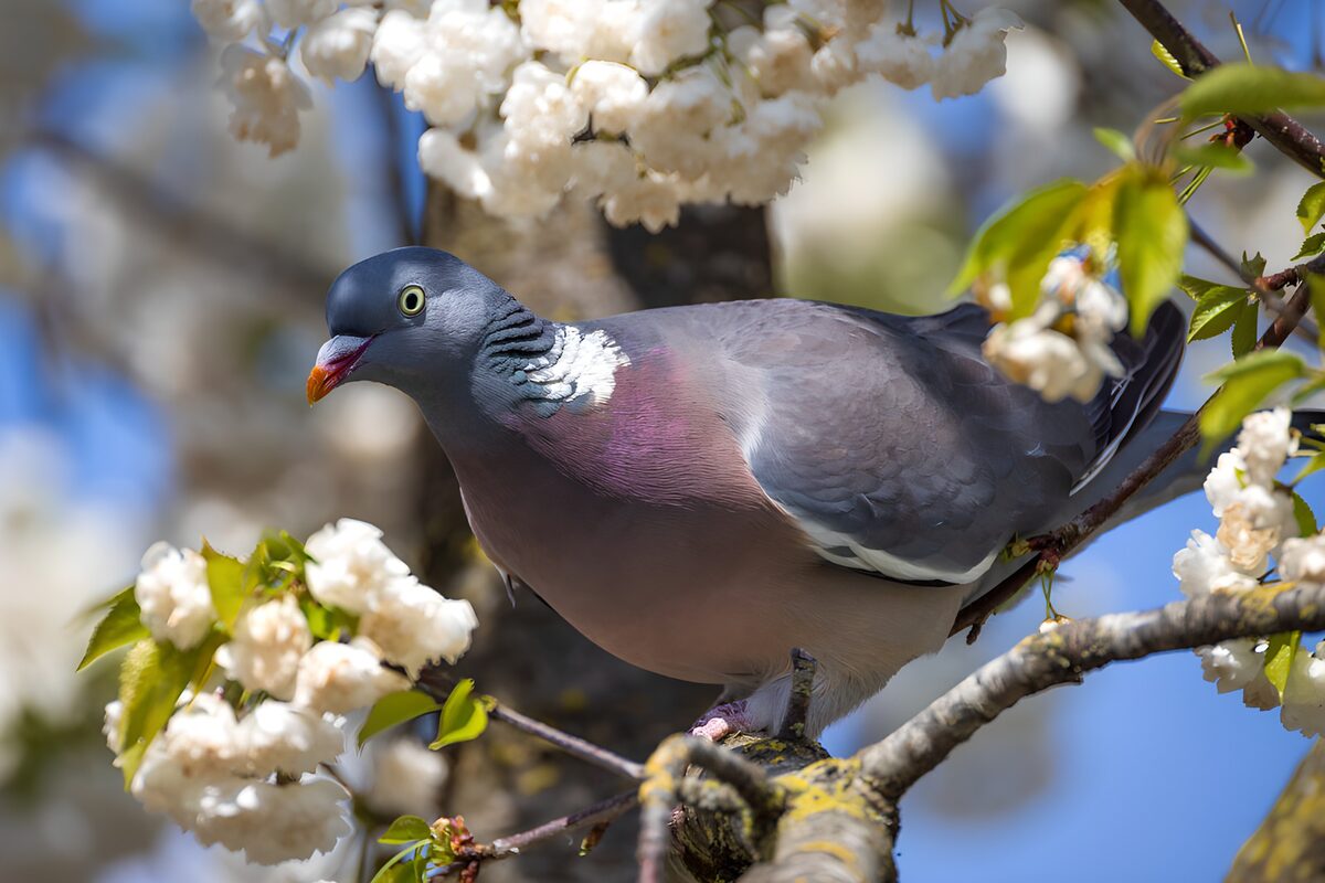 Ringdue på en gren i forårsblomster