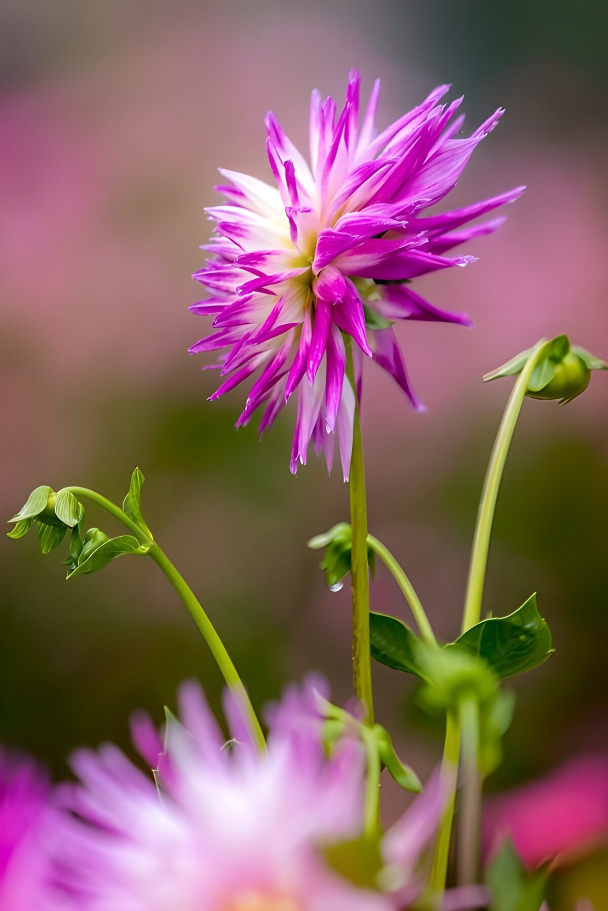 HPDK23339: Rosa og hvid dahlia i blødt lys