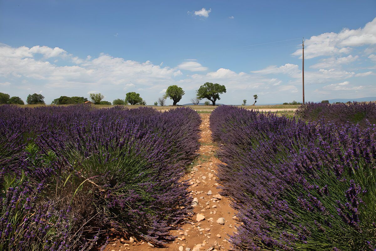 Lavendel så langt stien rækker