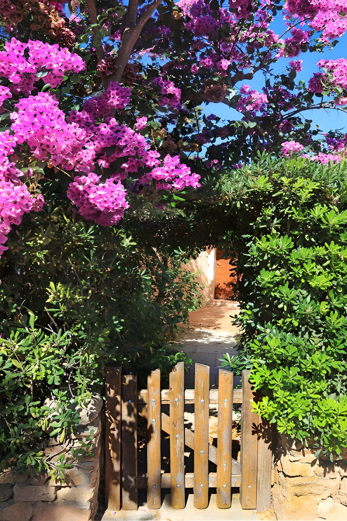 HPDK25819: Trælåge under pink bougainvillea