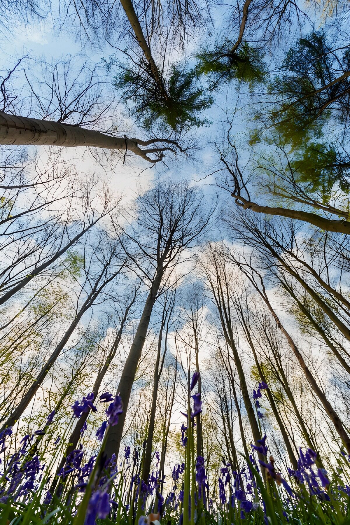 Blå blomster under høje, nøgne træer