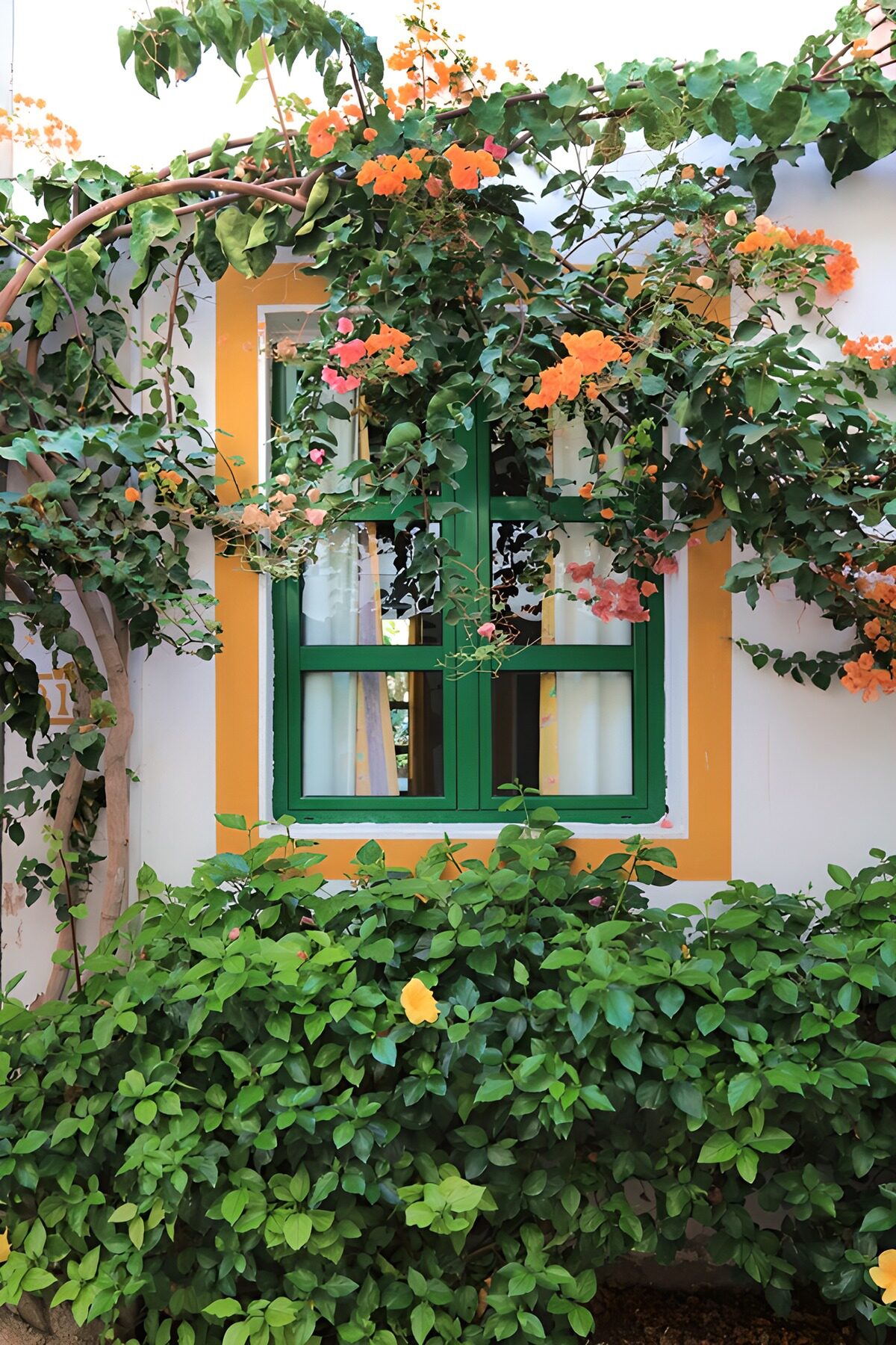HPDK28752: Grønt vindue i blomstrende bougainvillea
