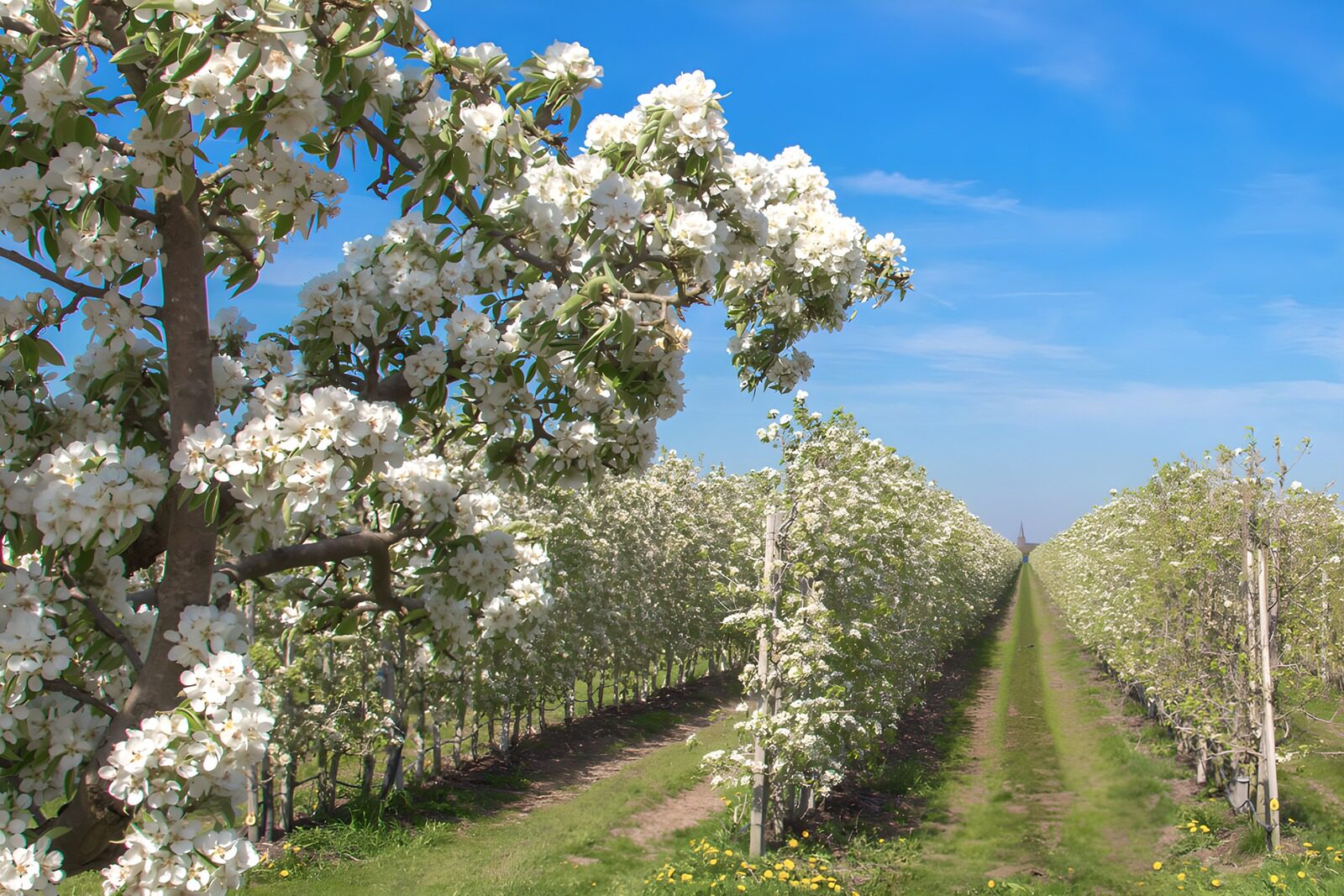 HPDK38091: Frugttræer i blomst under blå himmel