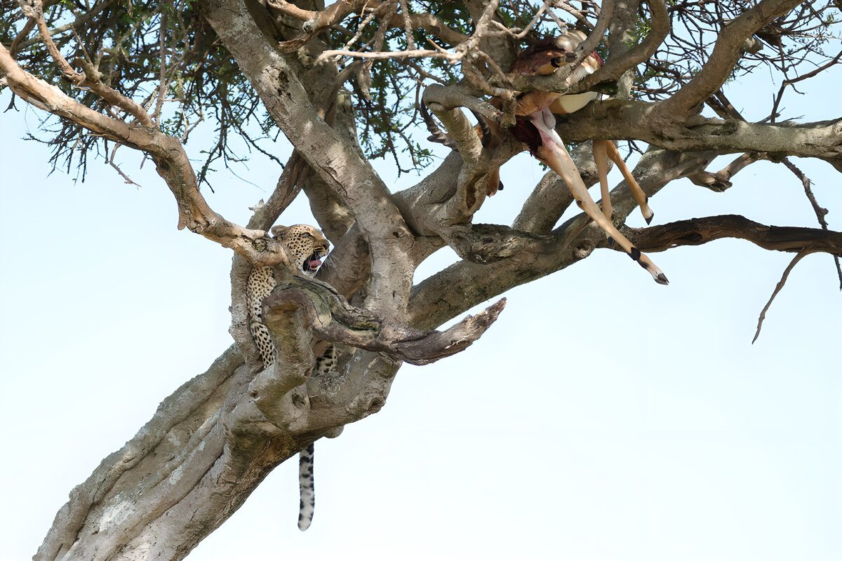 Leopard med bytte i træets skygge