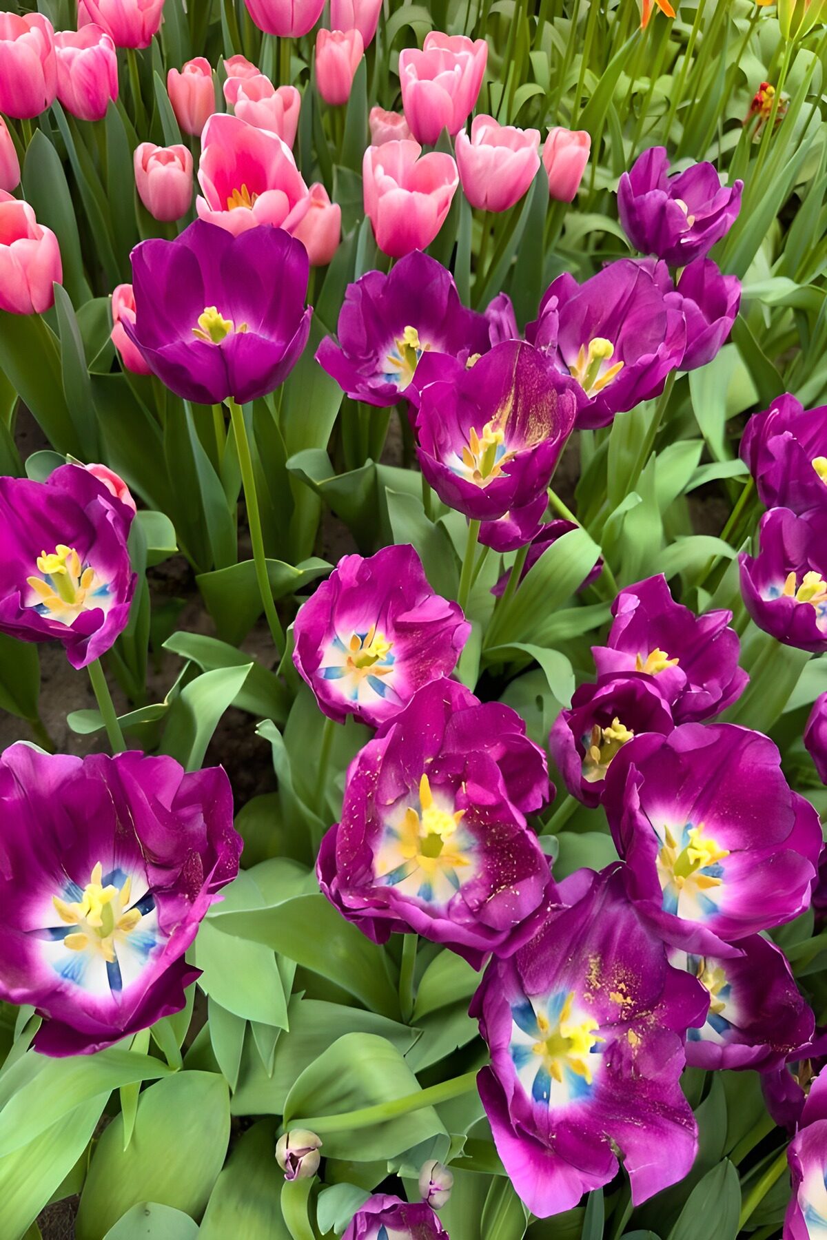 HPDK80398: Pink og lilla tulipaner i forårslys