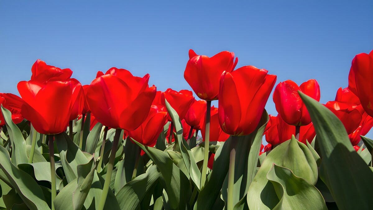 Røde tulipaner under klar blå himmel