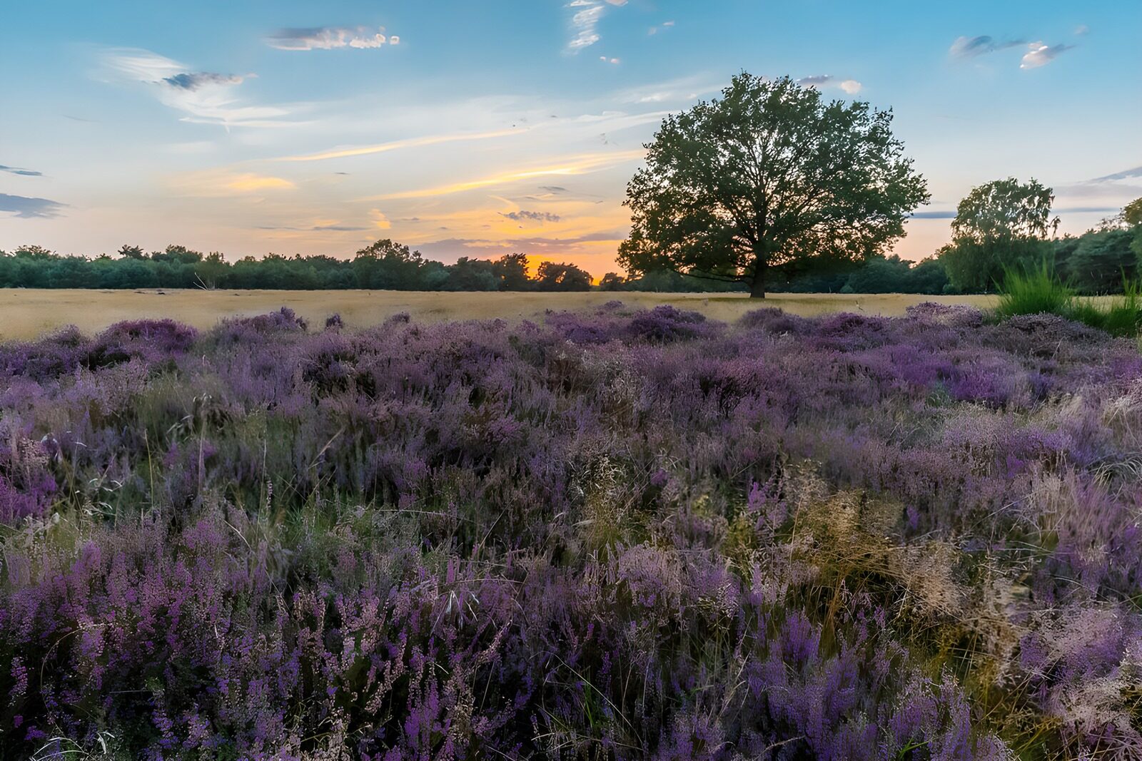 HPDK56087: Blomstrende lyng i aftenlys
