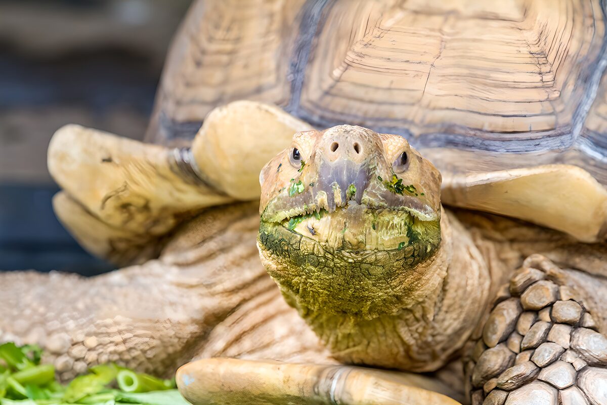 Landskildpadde med grønt på hagen