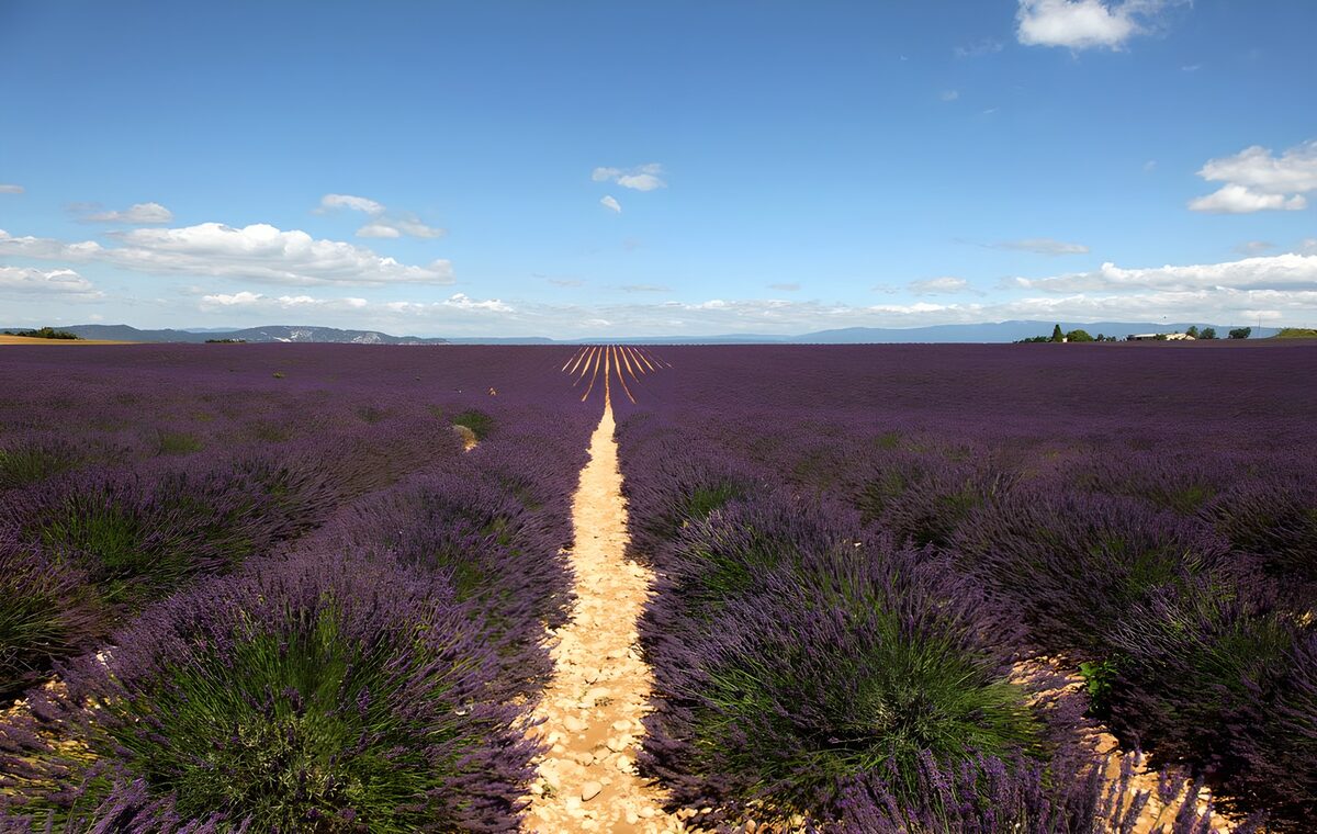 Et hav af lavendel ved de blå bakker