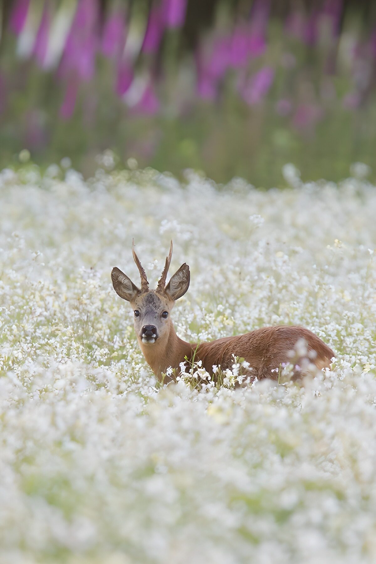 Råbuk i et hav af hvide blomster