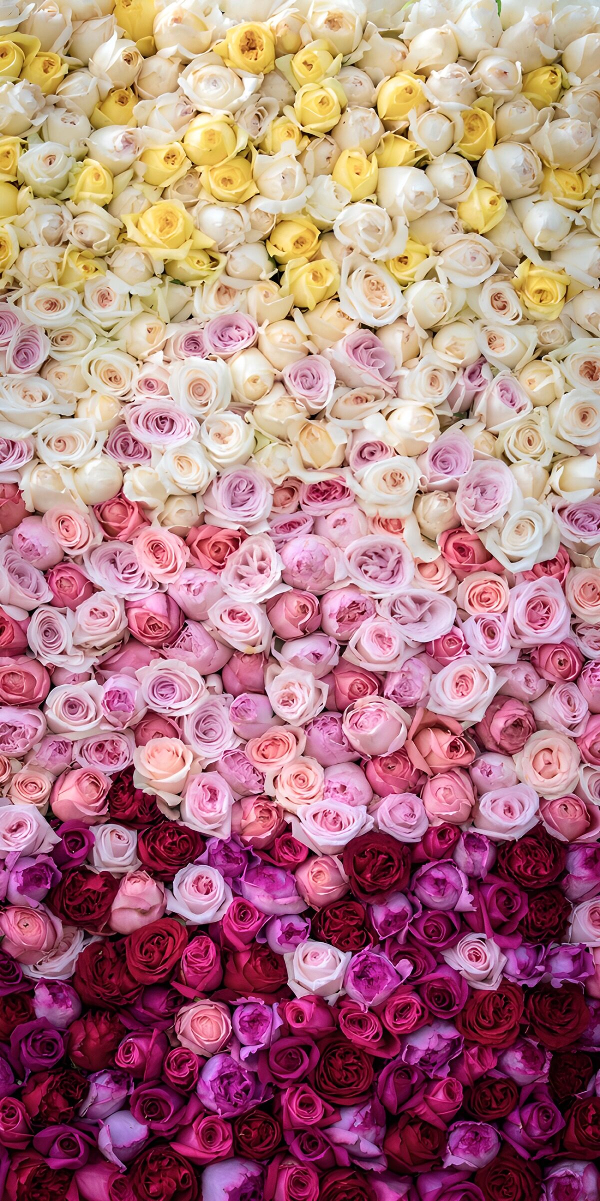HPDK97315: Blomstervæg i hvid, rosa og lilla