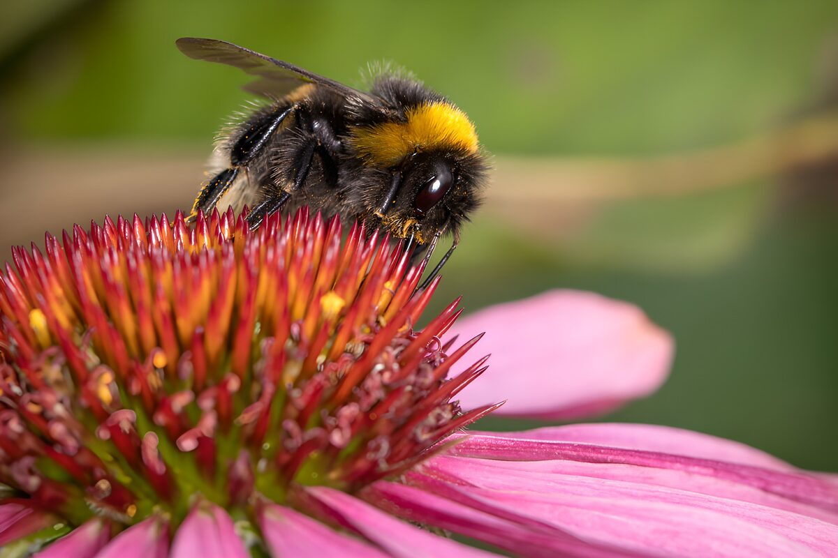 Humlebi på rosa solhat i nærbillede