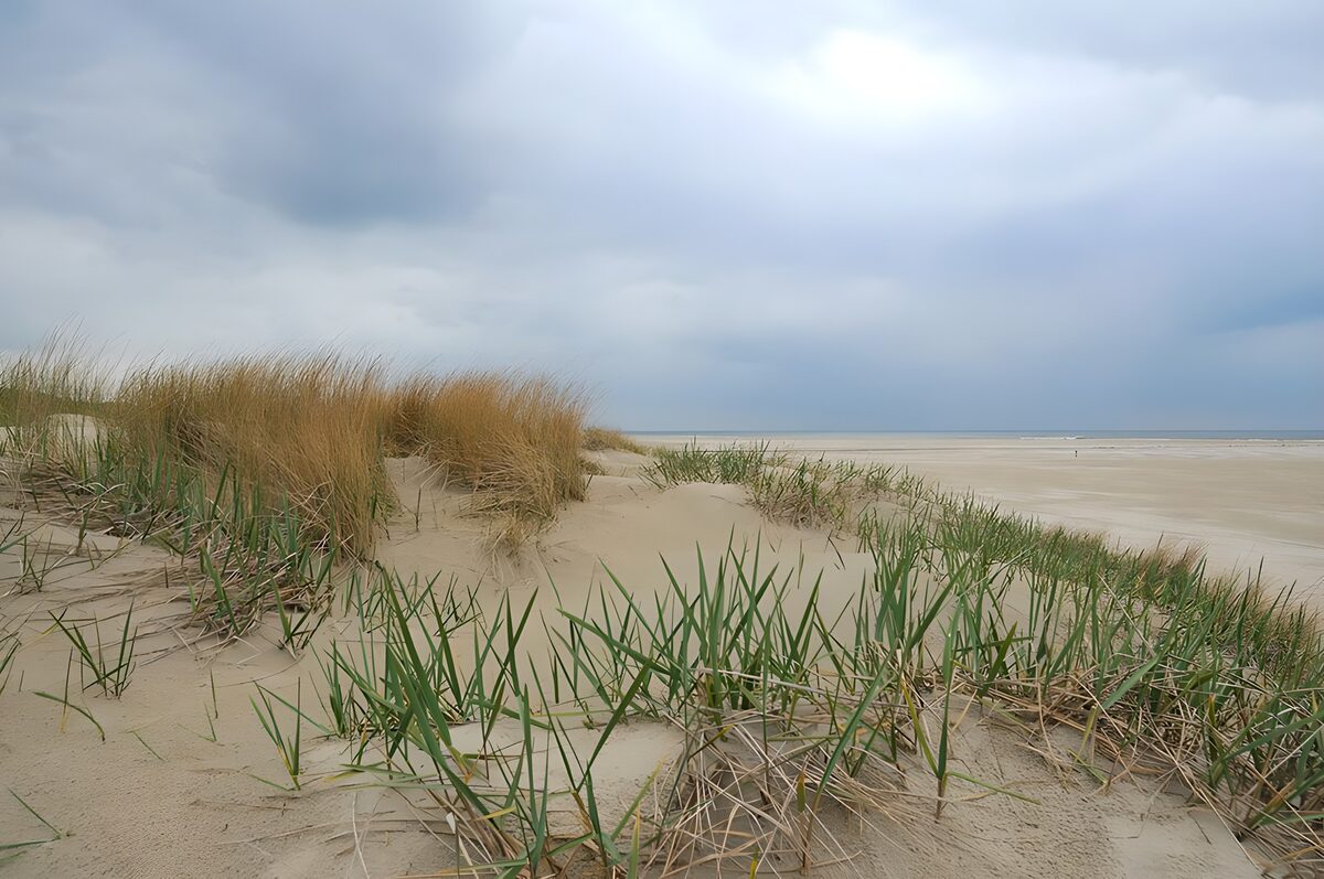 Klitgræs og stille strand under skyer