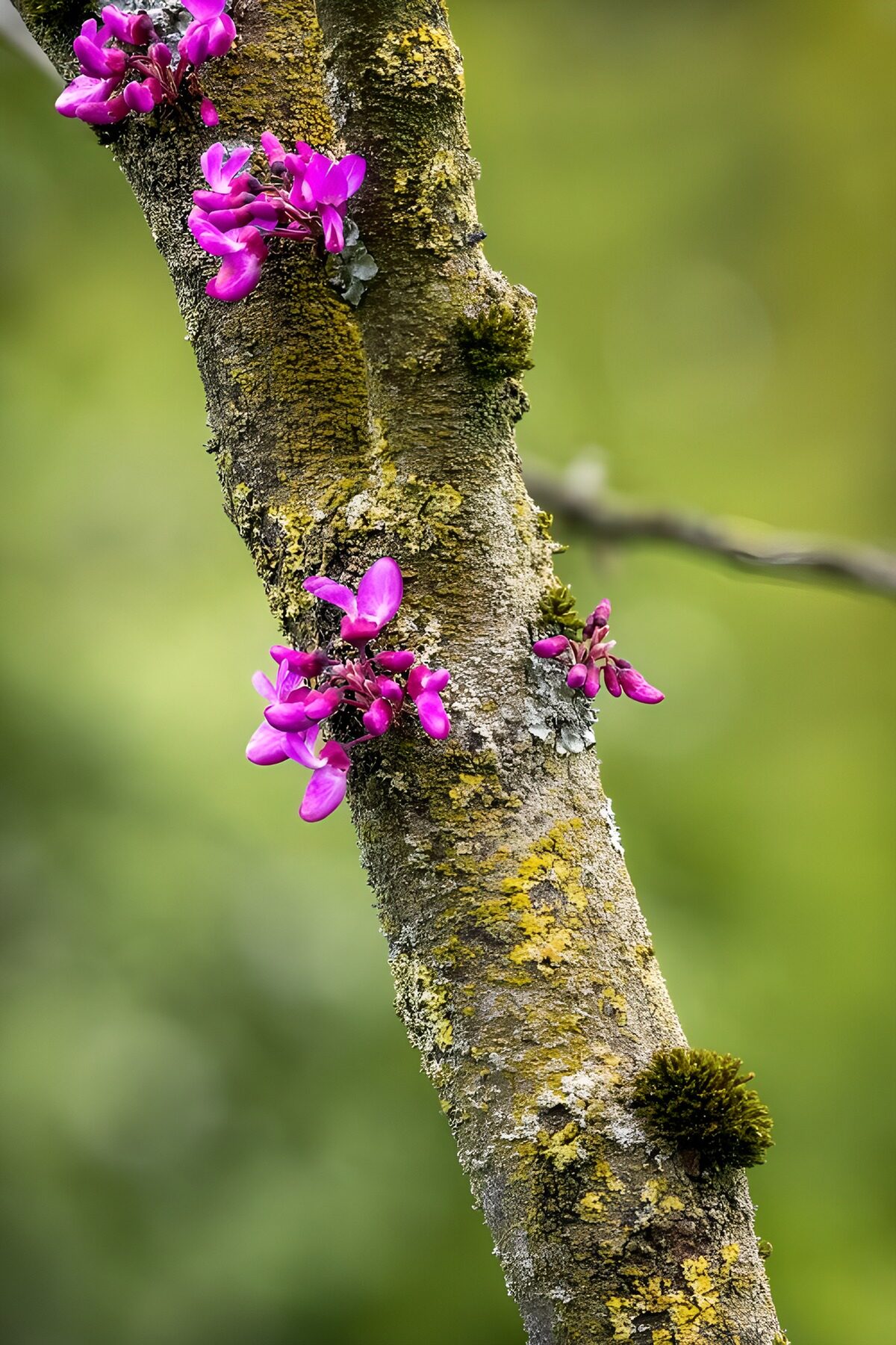 Lyserøde blomster på ru bark