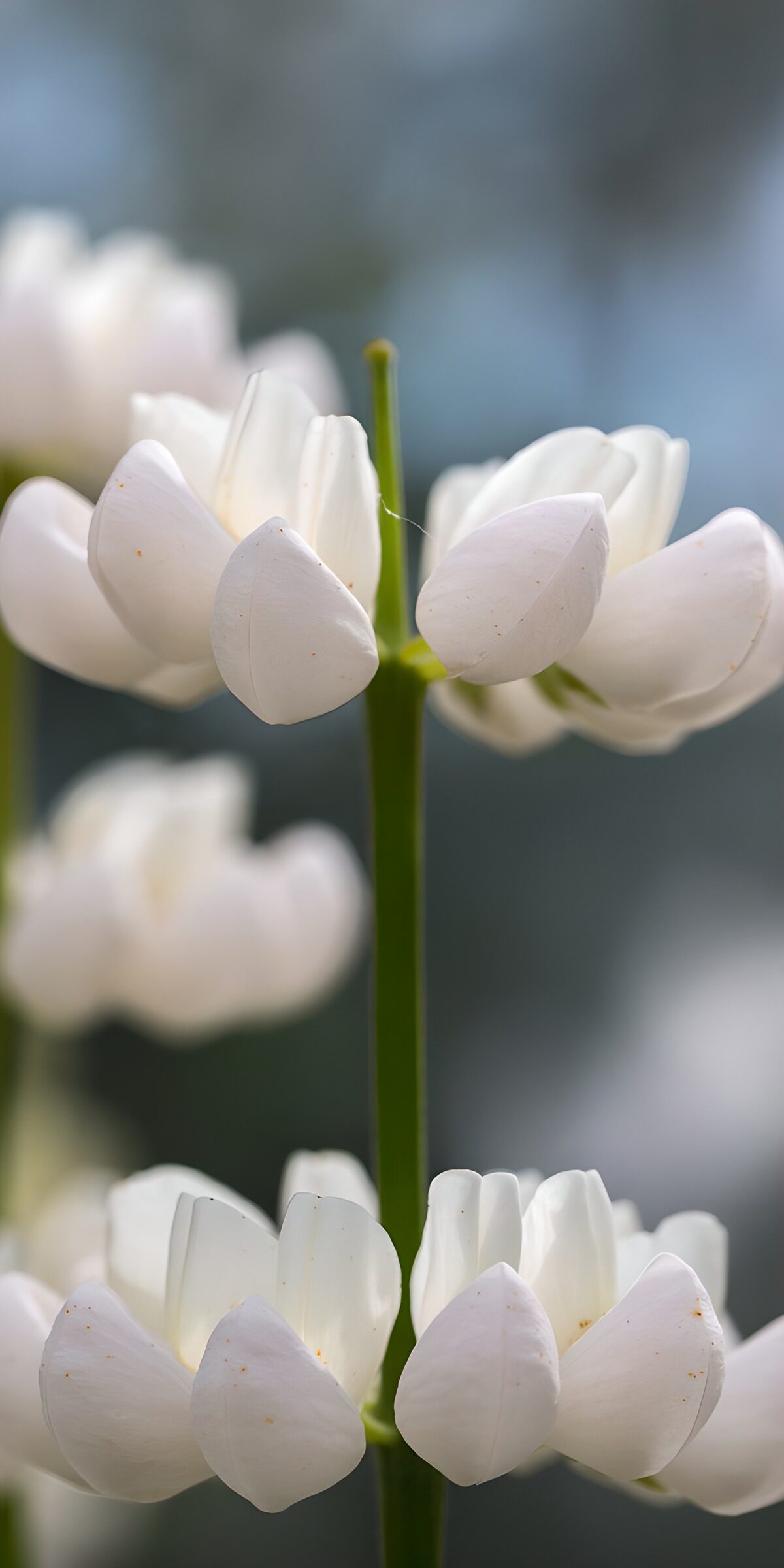HPDK63533: Hvide blomster i blødt dagslys
