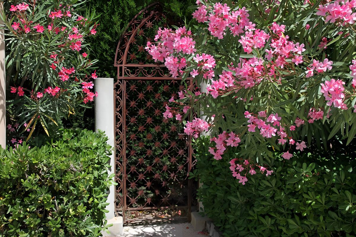 HPDK79418: Smedejernslåge mellem lyserøde blomster