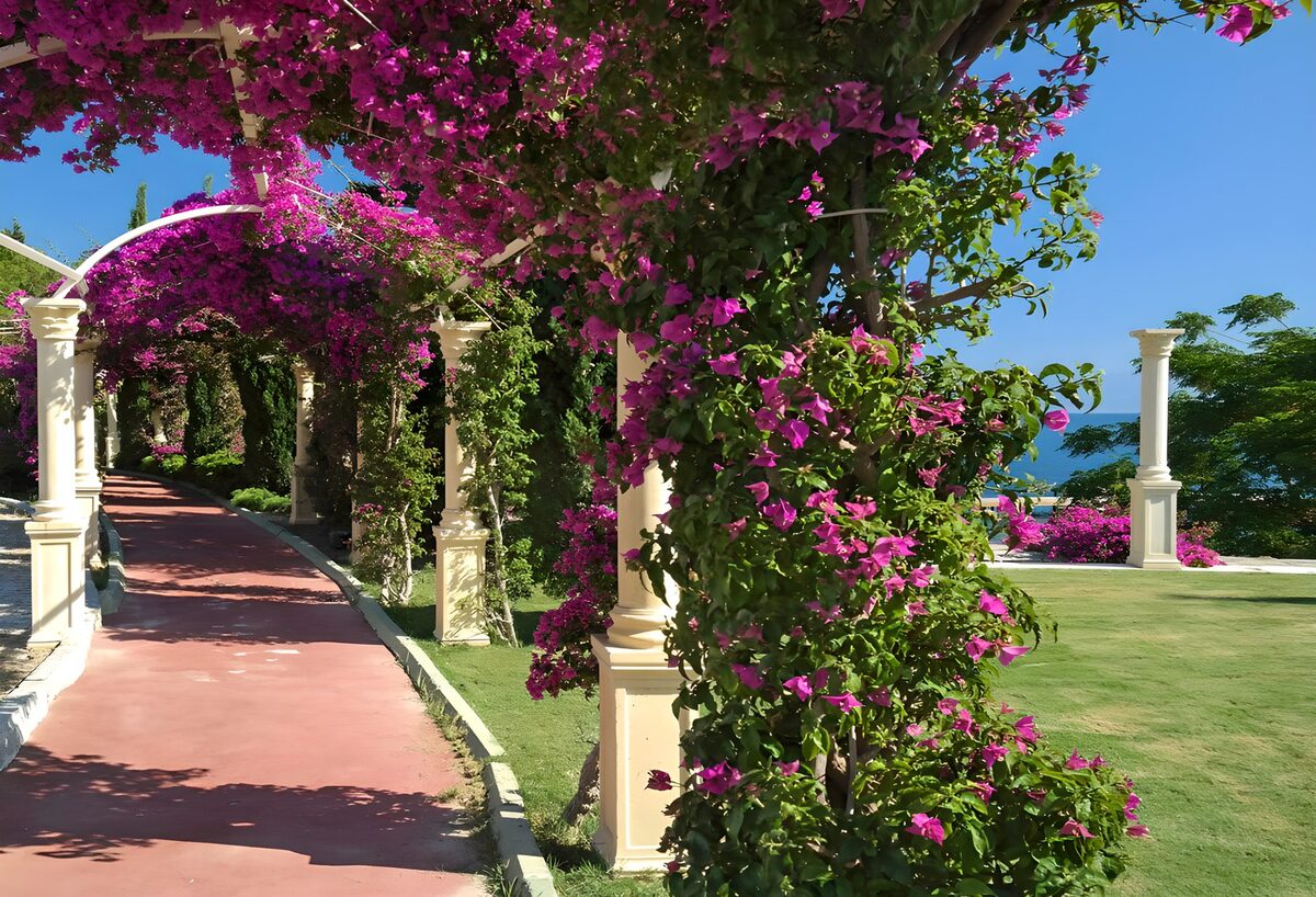Solrig havesti under bougainvillea