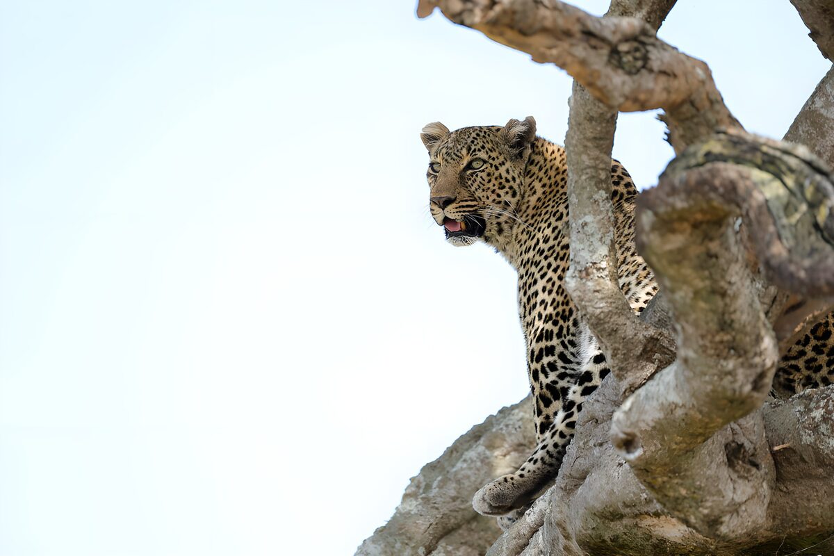 Leopard på vagt mellem tykke grene