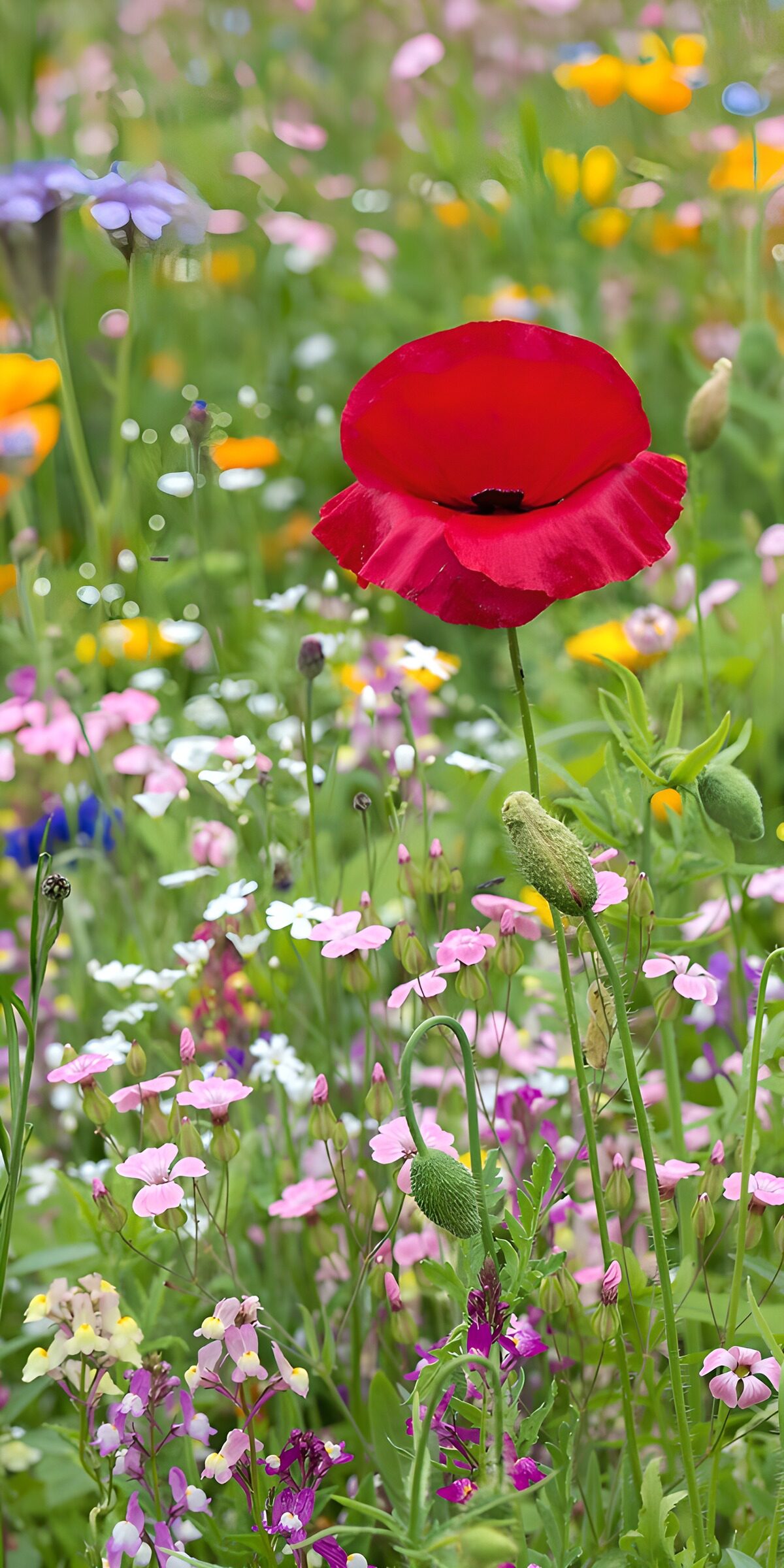 HPDK33887: Rød valmue blandt sommerengens blomster