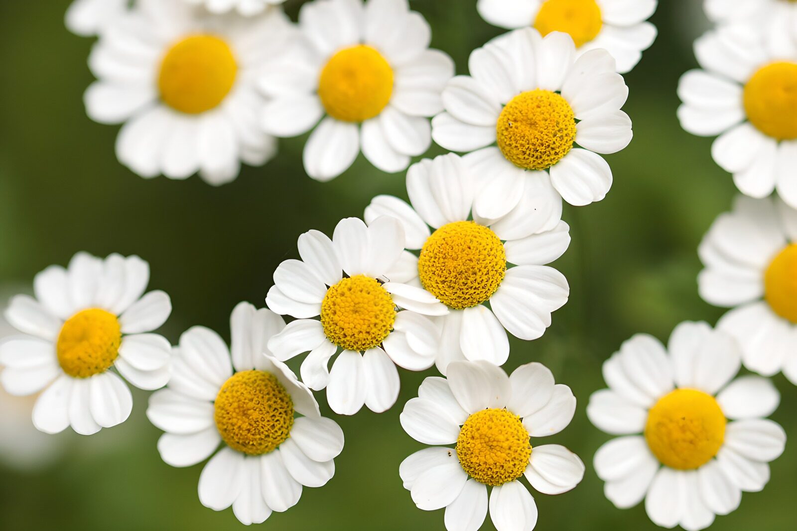 HPDK57608: Hvide blomster i et grønt åndehul