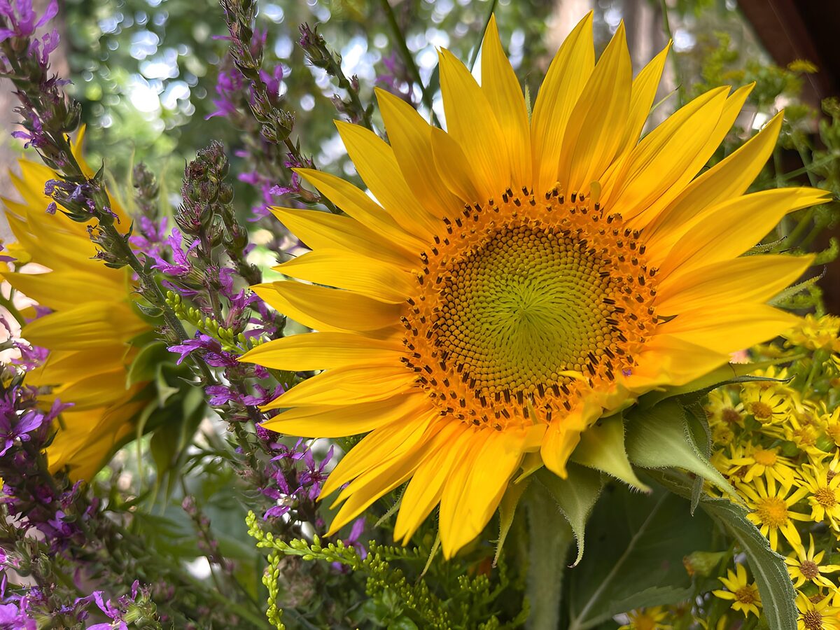 Solsikke og lilla blomster i sommerlys