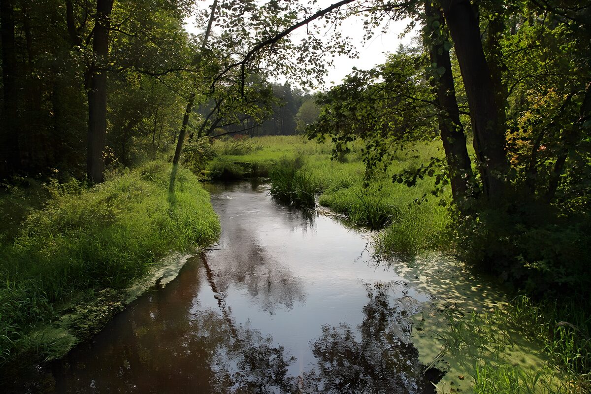 Stille bæk mellem græs og skov