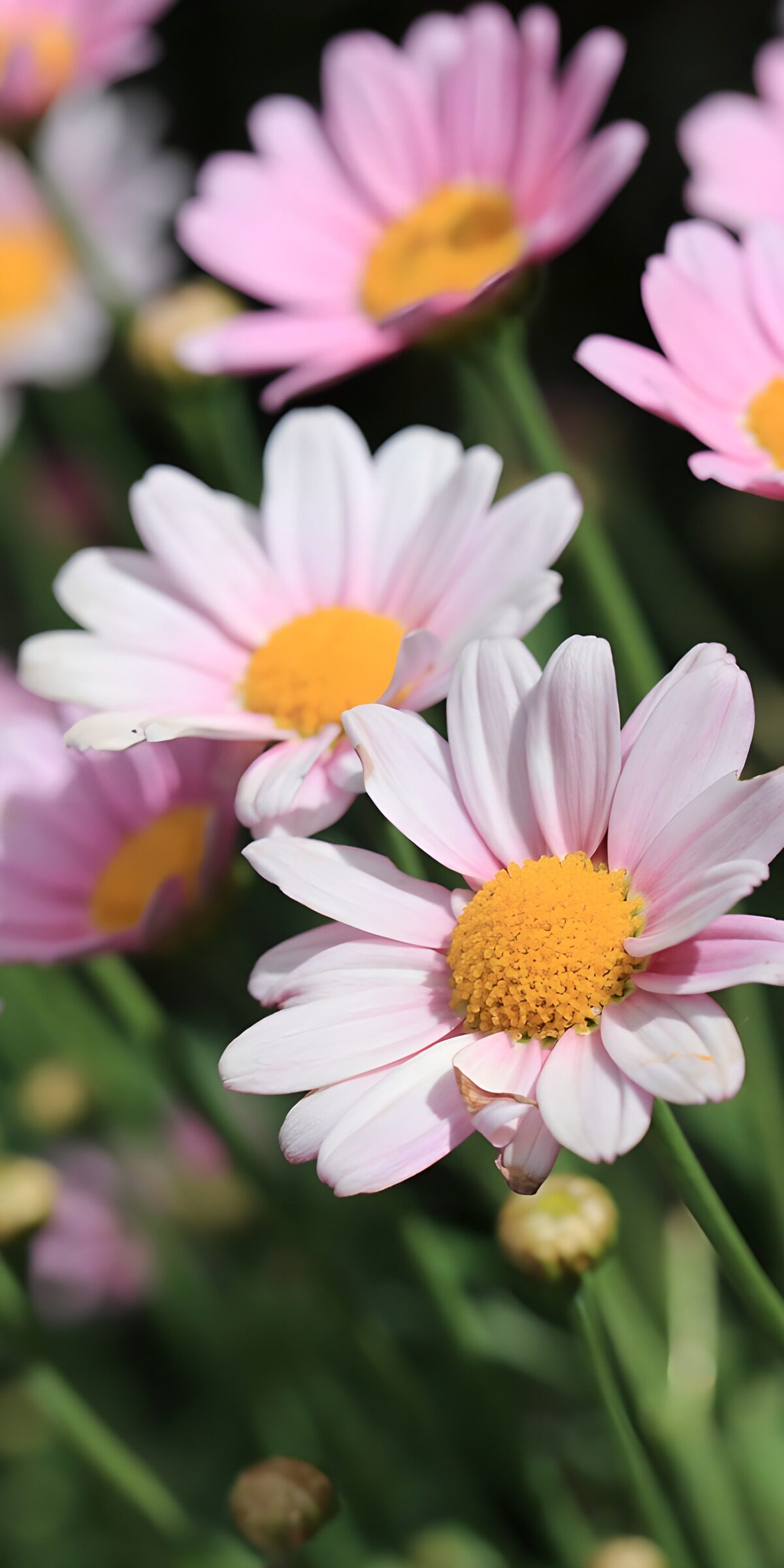 HPDK10768: Lyserøde og hvide blomster i sommersol