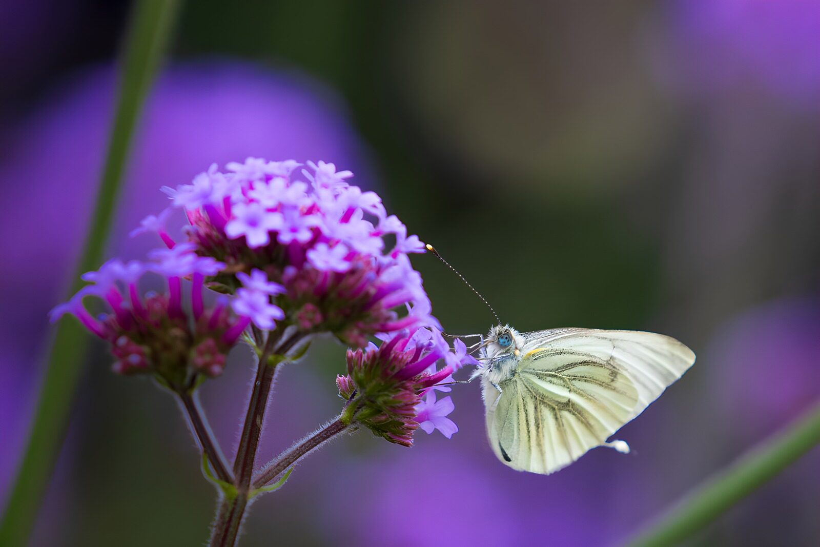 HPDK15201: Hvid sommerfugl på lilla blomster