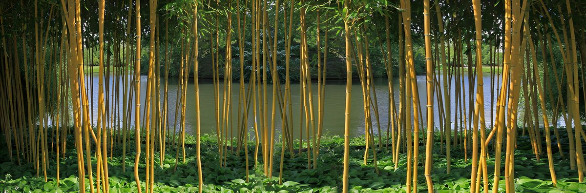 Gylden bambus ved en stille dam