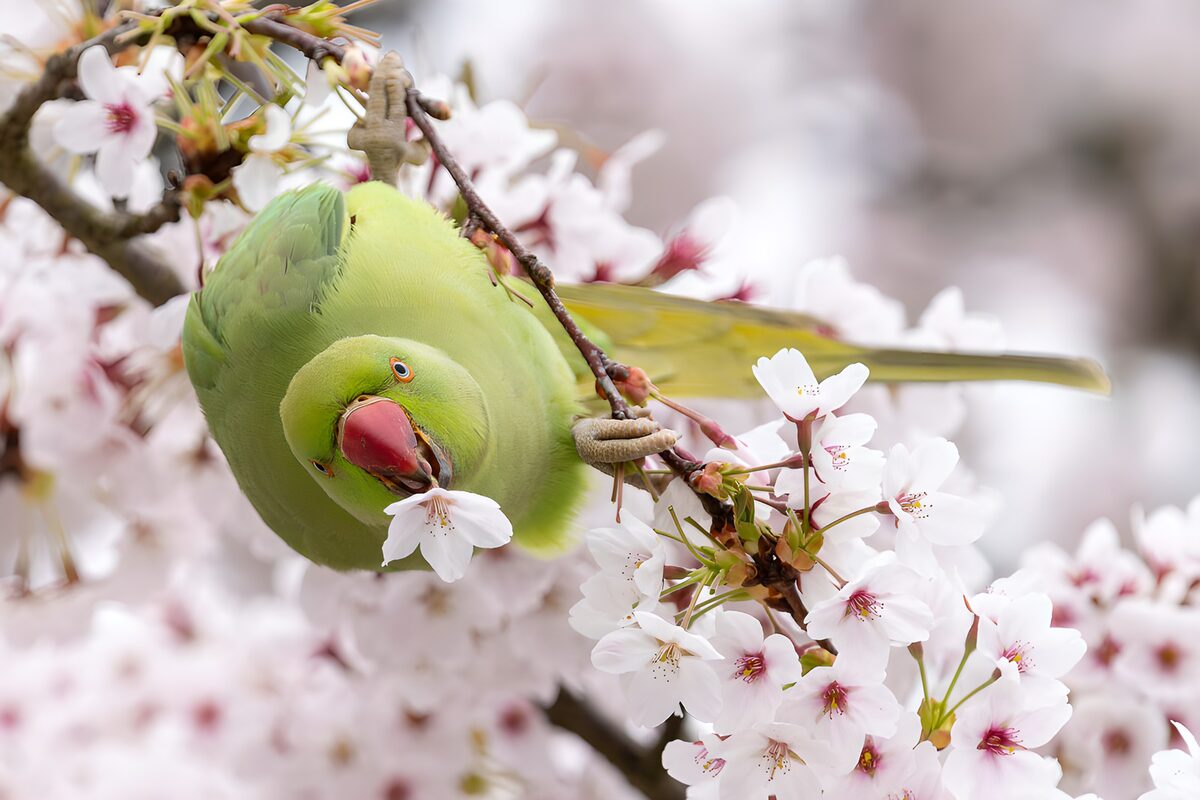 Grøn parakit på en blomstrende gren