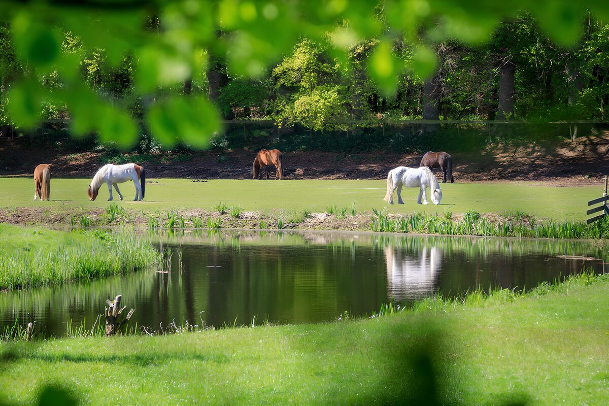 Hvide og brune heste ved den stille dam