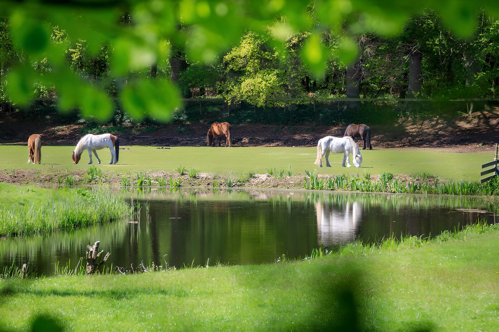 HPDK96952: Hvide og brune heste ved den stille dam