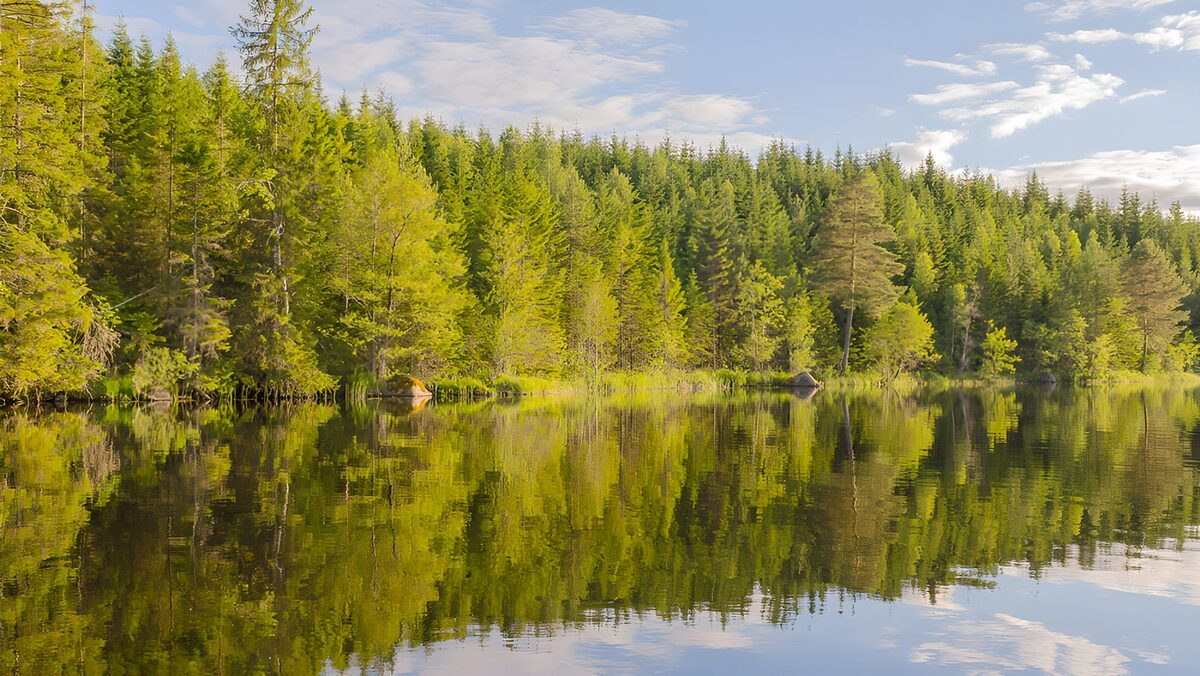 Grøn skov spejlet i en stille sø