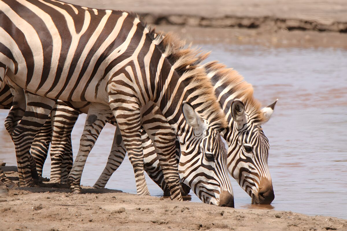 Zebraer drikker i ro ved vandhullet