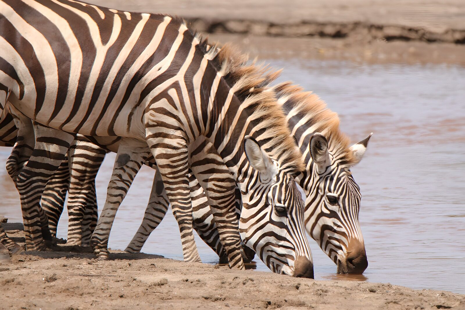 HPDK23876: Zebraer drikker i ro ved vandhullet