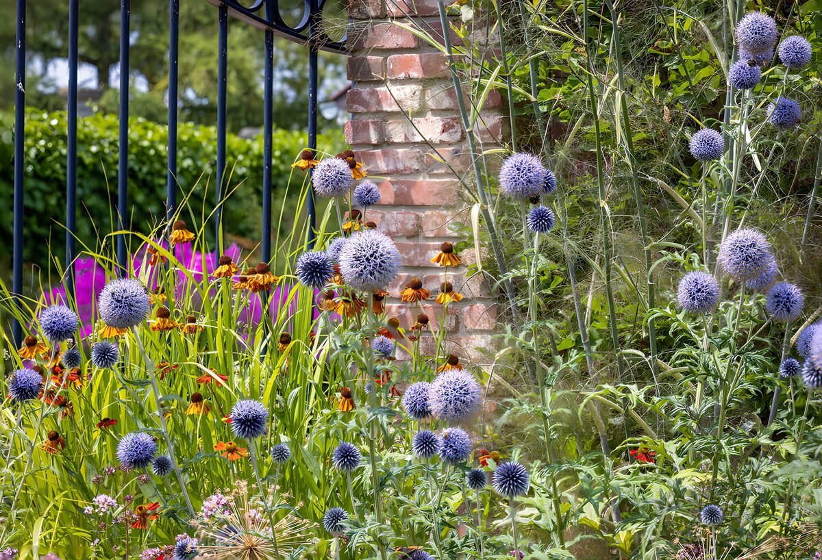 Blå kugletidsler i et solfyldt blomsterbed