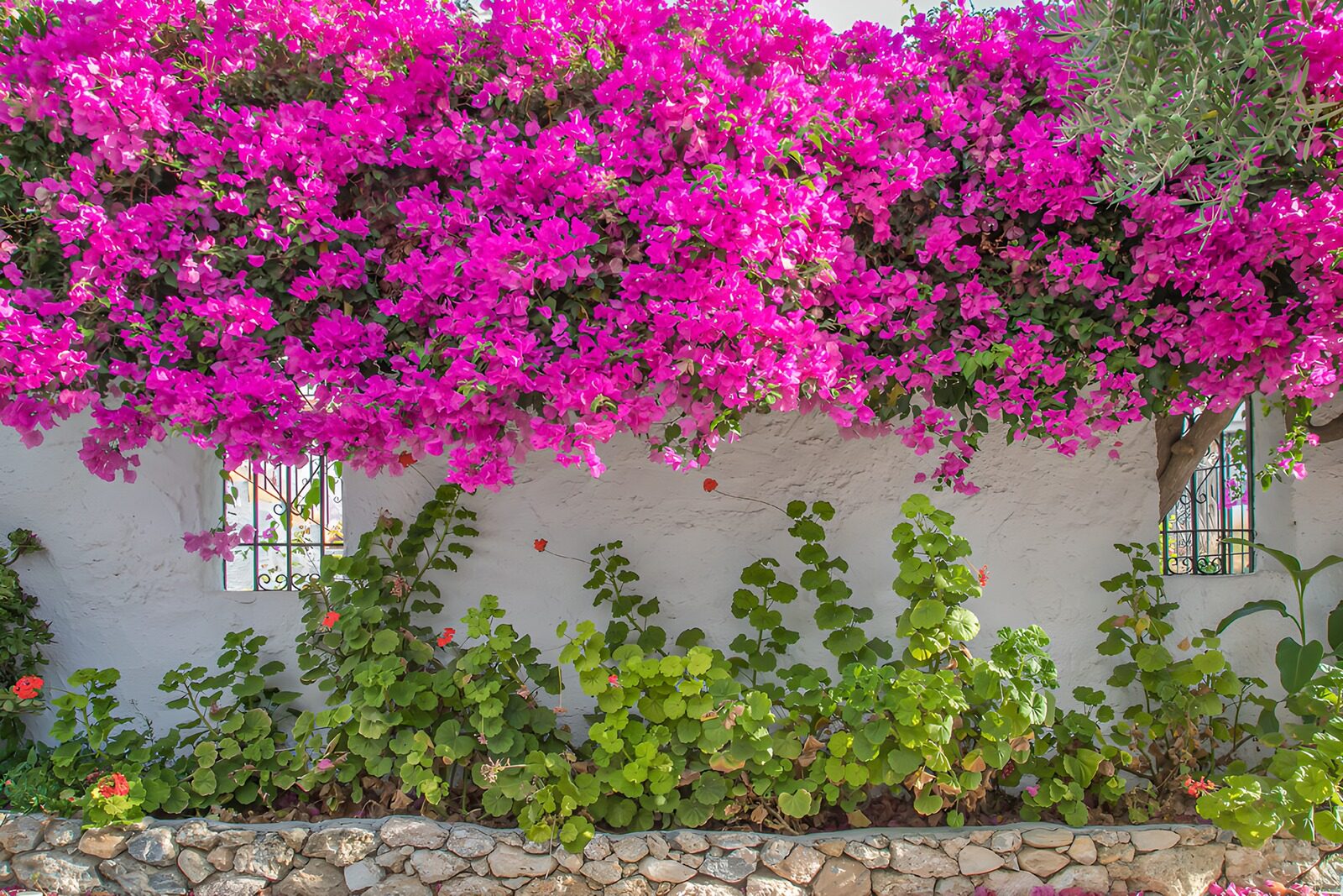 HPDK45754: Pink bougainvillea over en hvid havemur