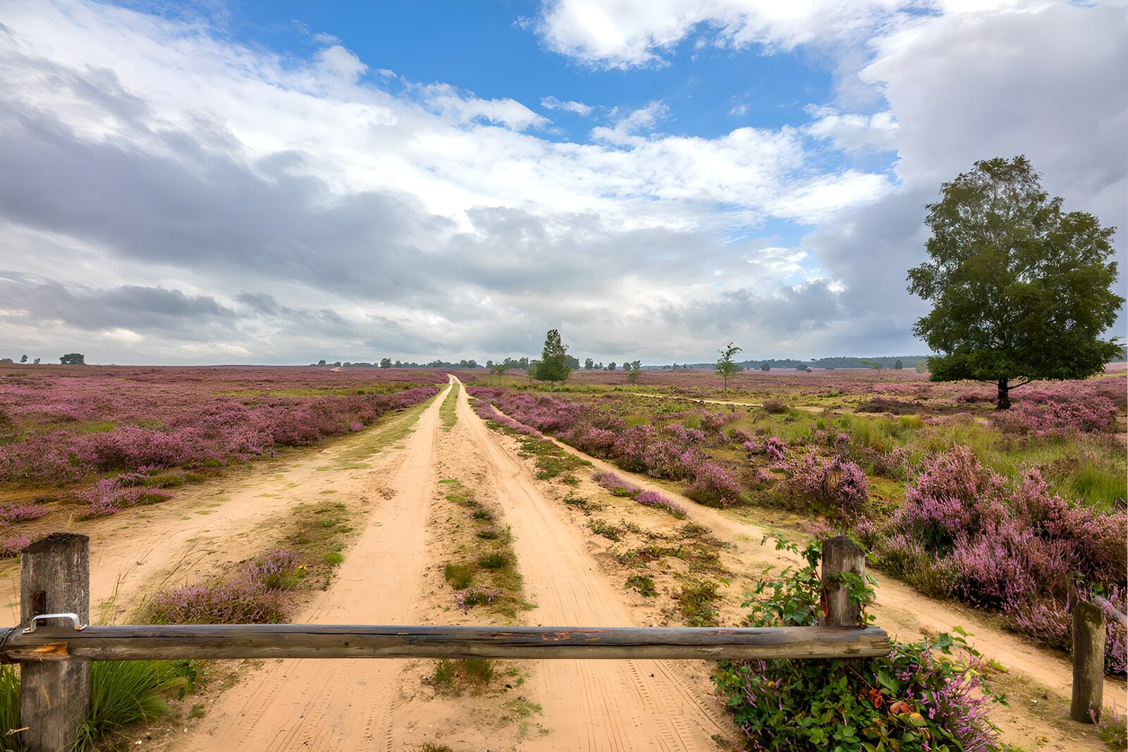 HPDK78967: Sandvej gennem den blomstrende hede