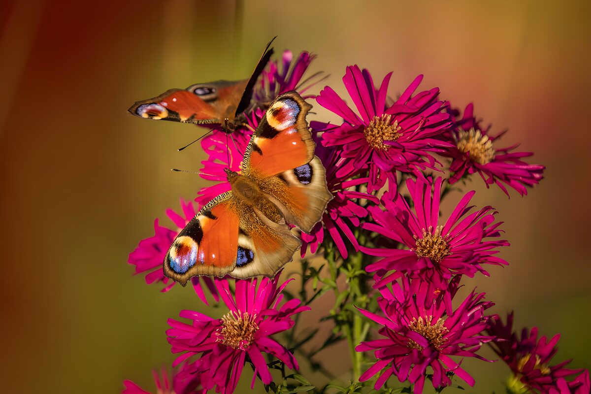 Dagpåfugleøjer på pink asters i sol