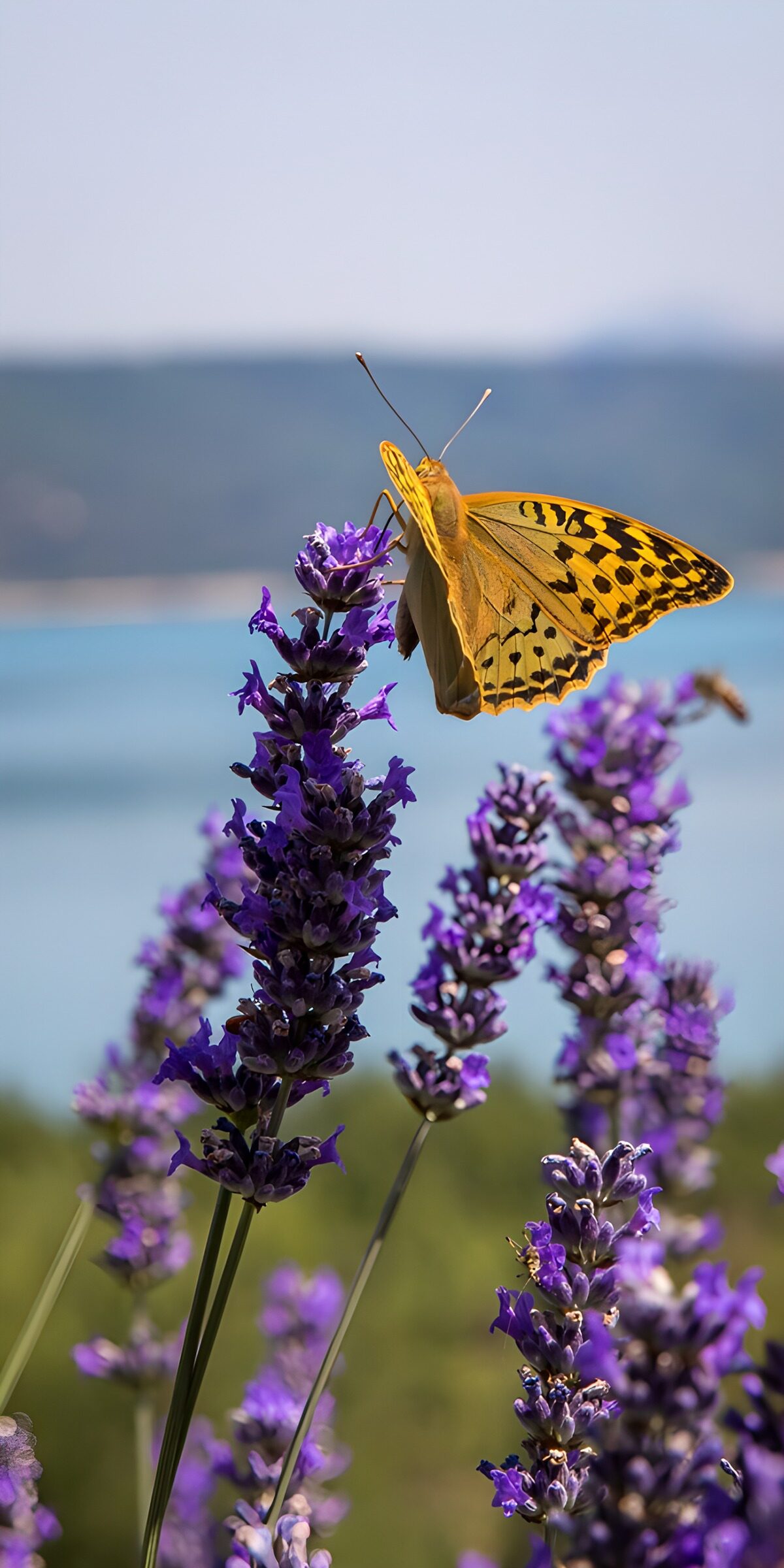 HPDK44006: Gylden sommerfugl på lilla lavendel