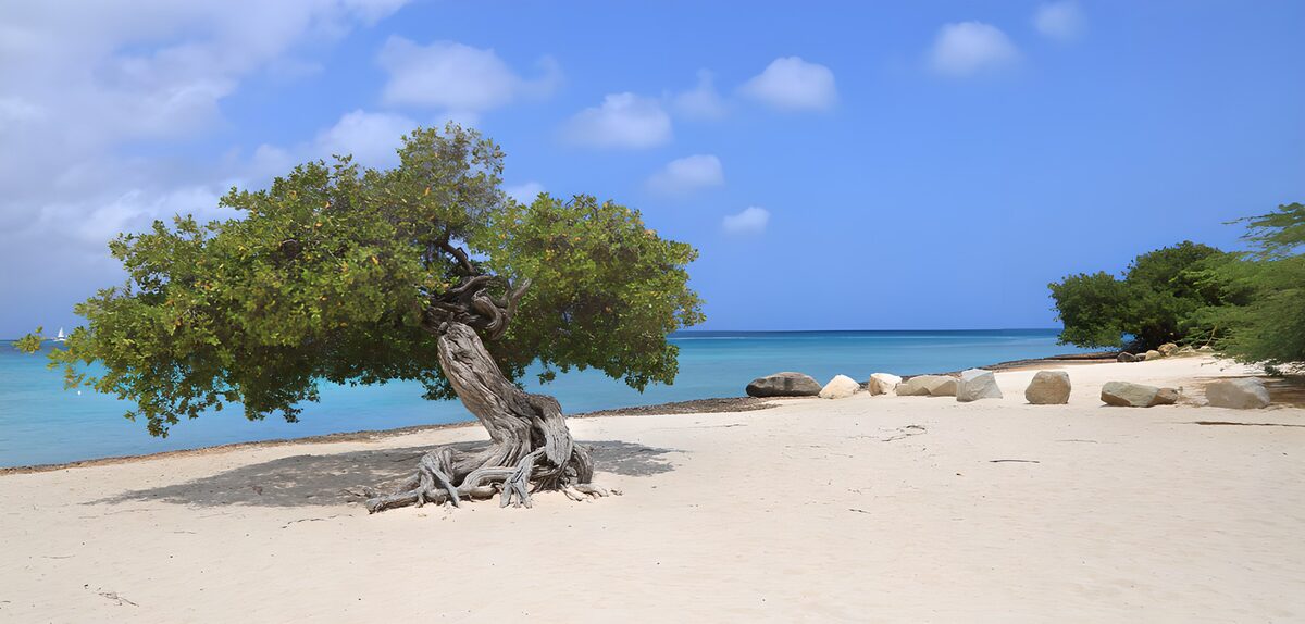 HPDK45358: Strandtræ i sol ved det turkise hav
