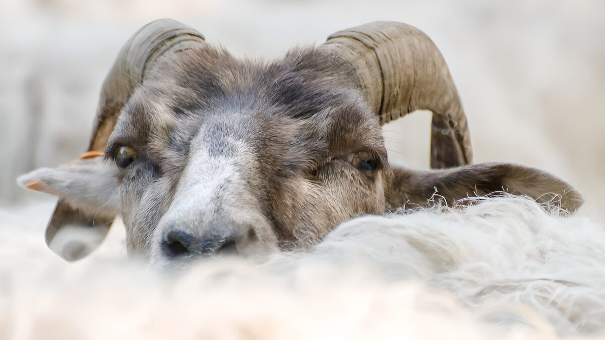 Vædder med krumme horn og roligt blik
