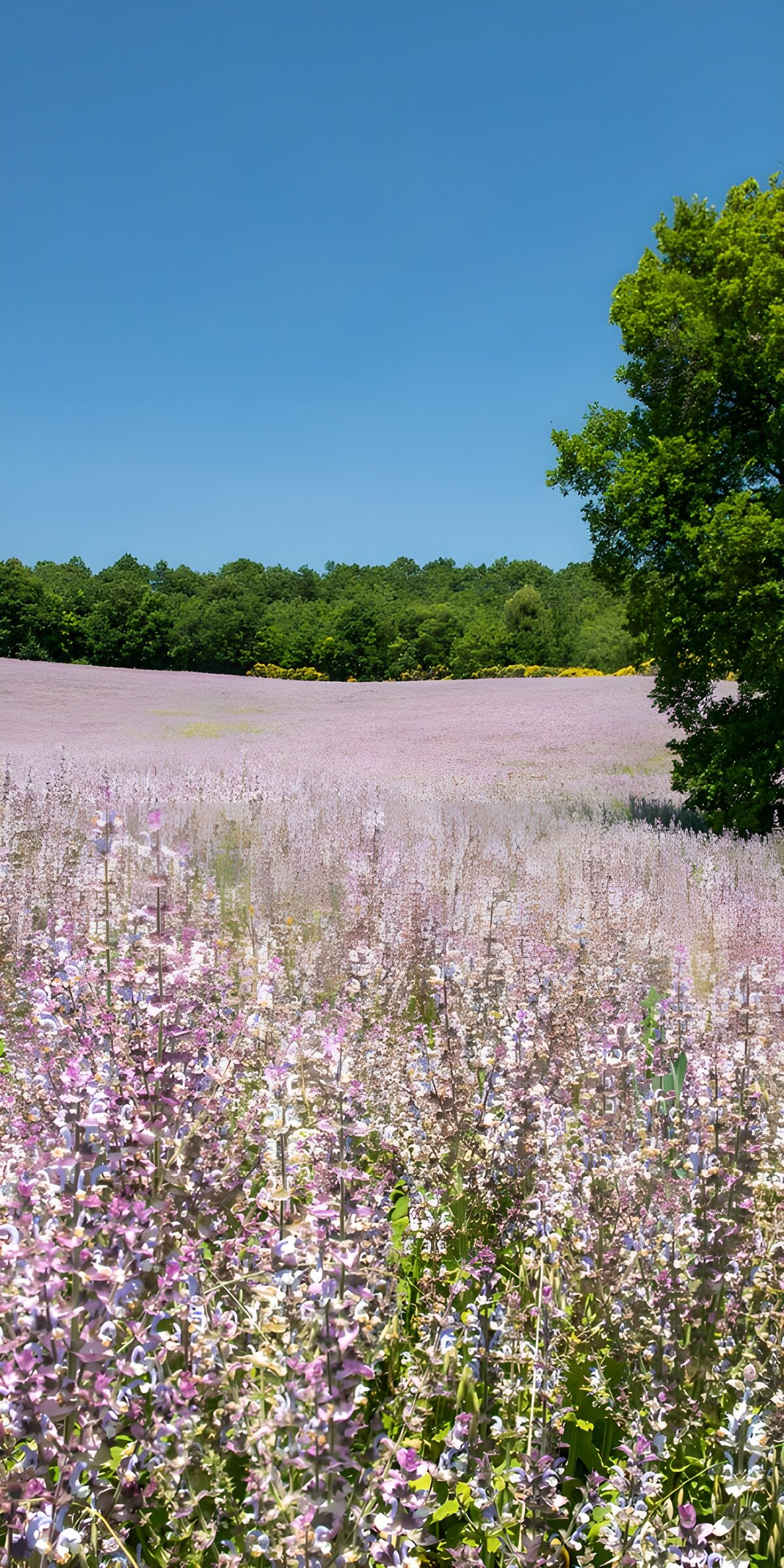 HPDK10646: Blomstermark under blå sommerhimmel