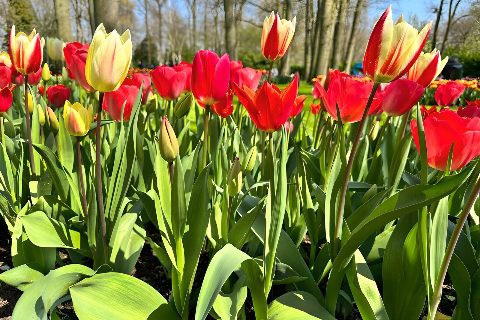 HPDK63128: Foråret lyser i røde og gule tulipaner