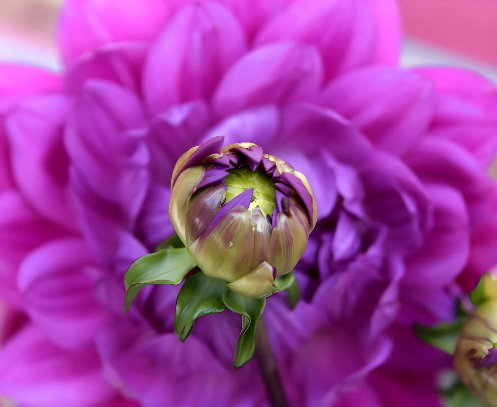 HPDK59369: Lilla georgineknop mod en sløret blomst