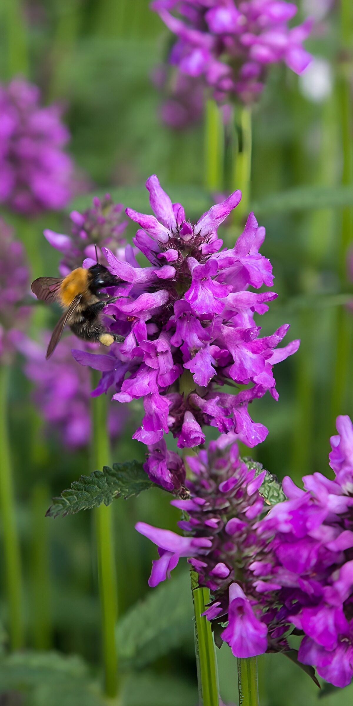 HPDK11906: Humlebi på lilla blomster i blødt lys